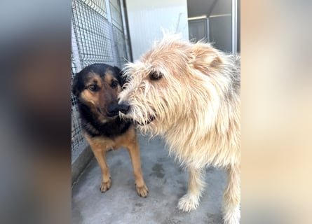 Raya - wartet seit 8 Jahren im Tierheim 