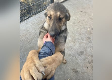 Pedro - Sonnenschein sucht Zuhause