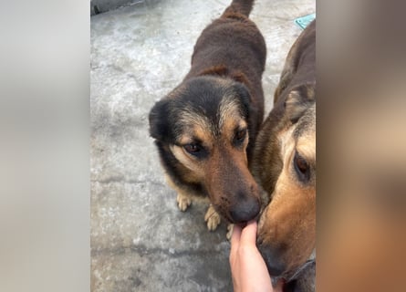 Raya - wartet seit 8 Jahren im Tierheim 