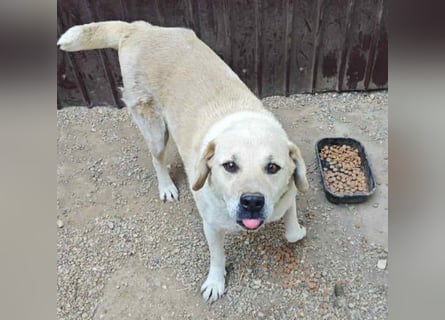 Max - seeehr verschmust u. lieb!