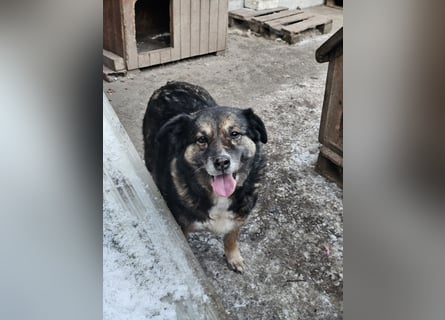 Kiruna sucht endlich ihr Körbchen