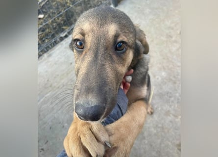 Pedro - Sonnenschein sucht Zuhause