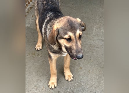 Pedro - Sonnenschein sucht Zuhause