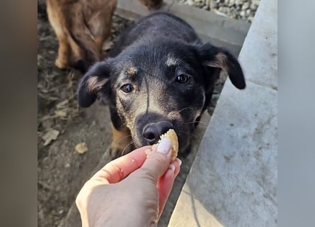 Welpe Leia - kennt Hunde, Katzen, Kinder (Vermittlung D/ LUX/ CH)
