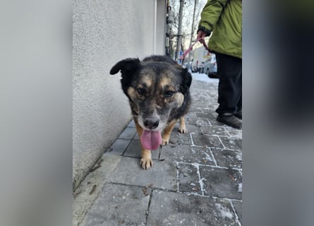 Kiruna sucht endlich ihr Körbchen
