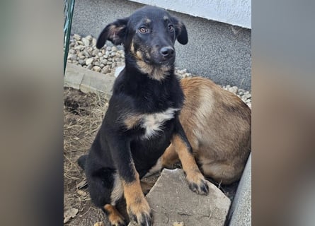 Welpe Leia - kennt Hunde, Katzen, Kinder (Vermittlung D/ LUX/ CH)