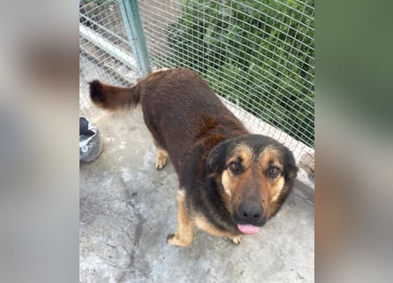 Raya - wartet seit 8 Jahren im Tierheim 