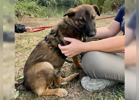 Joly sucht seine Person zum Ankommen