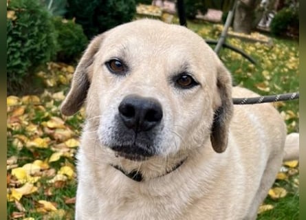 Max - verschmuster Labi-Mix