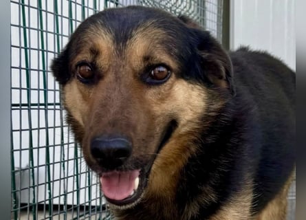 Raya - wartet seit 8 Jahren im Tierheim 