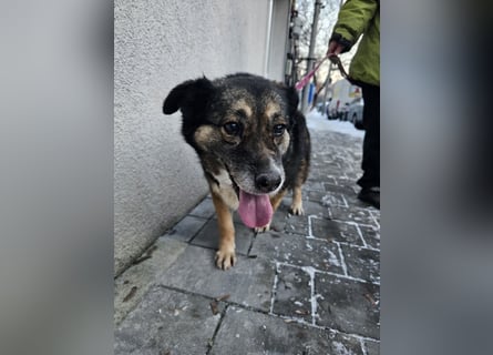 Kiruna sucht endlich ihr Körbchen