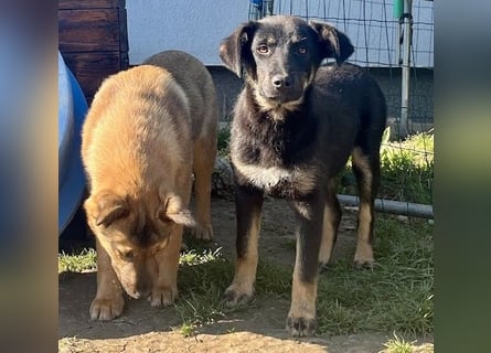 Welpe Leia - kennt Hunde, Katzen, Kinder (Vermittlung D/ LUX/ CH)
