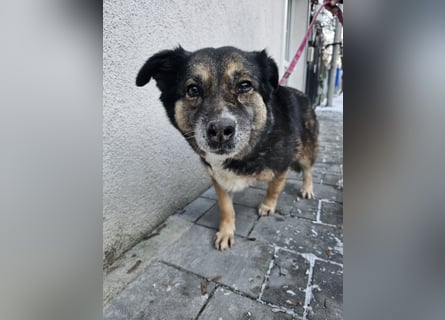 Kiruna sucht endlich ihr Körbchen