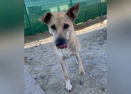 Leni - sehr lieb + sanft