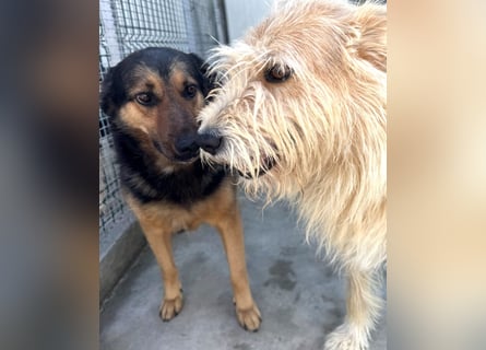 Kuschelmaus Raya - auf PS in Bayern (86576)