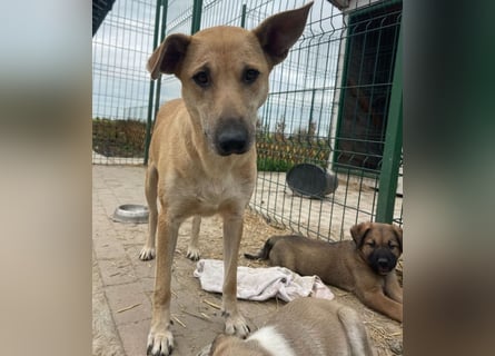 Leni - sehr lieb + sanft