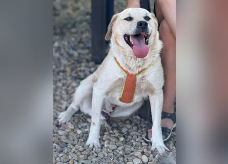 Max - seeehr verschmust u. lieb!