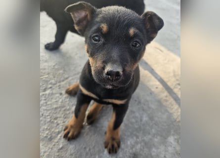 Welpenmädchen Dina sucht Körbchen (D/CH/LUX)