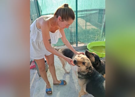 Raya - wartet seit 8 Jahren im Tierheim 