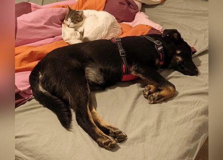 Welpe Leia - kennt Hunde, Katzen, Kinder (Vermittlung D/ LUX/ CH)