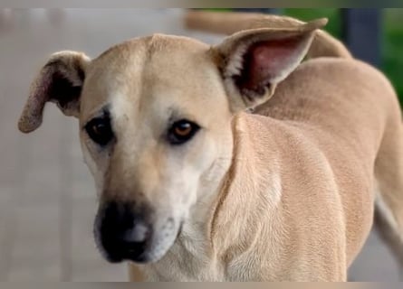 Leni - sehr lieb + sanft