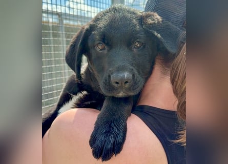 Welpe Nero sucht seine Familie (D/CH/LUX)