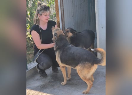 Raya - wartet seit 8 Jahren im Tierheim 