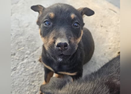 Welpenmädchen Dina sucht Körbchen (D/CH/LUX)
