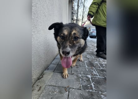 Kiruna sucht endlich ihr Körbchen