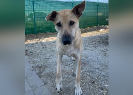 Leni - sehr lieb + sanft