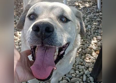 Max - seeehr verschmust u. lieb!