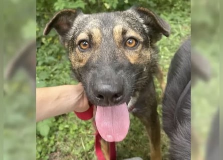 Joly sucht seine Person zum Ankommen