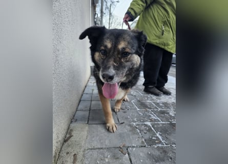 Kiruna sucht endlich ihr Körbchen
