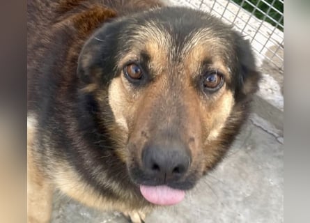 Kuschelmaus Raya - auf PS in Bayern (86576)