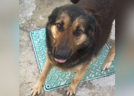 Kuschelmaus Raya - auf PS in Bayern (86576)