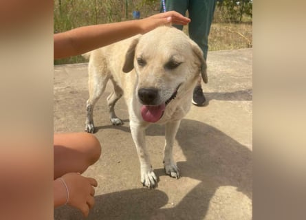 Max - seeehr verschmust u. lieb!