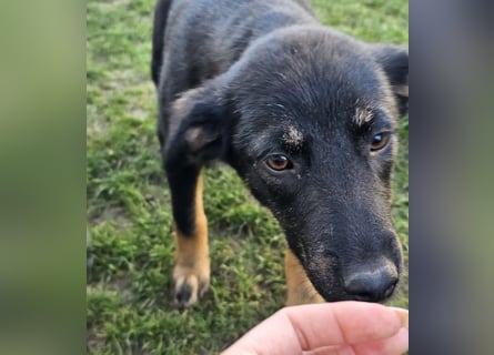 Welpe Leia - kennt Hunde, Katzen, Kinder (Vermittlung D/ LUX/ CH)