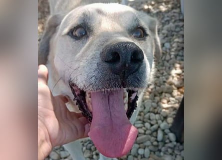 Max - seeehr verschmust u. lieb!