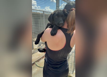 Welpe Nero sucht seine Familie (D/CH/LUX)