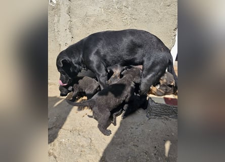 Welpe Nero sucht seine Familie (D/CH/LUX)