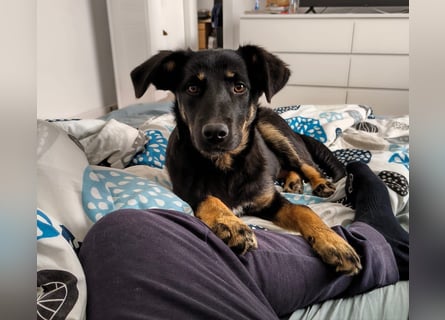 Welpe Leia - kennt Hunde, Katzen, Kinder (Vermittlung D/ LUX/ CH)