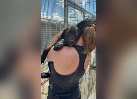 Welpe Nero sucht seine Familie (D/CH/LUX)