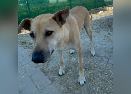 Leni - sehr lieb + sanft