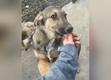 Pedro - Sonnenschein sucht Zuhause