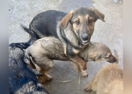 Pedro - Sonnenschein sucht Zuhause