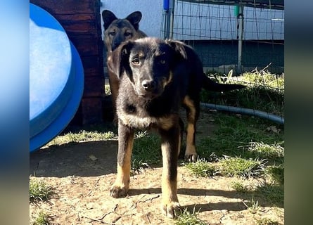 Welpe Leia - kennt Hunde, Katzen, Kinder (Vermittlung D/ LUX/ CH)