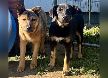 Welpe Leia - kennt Hunde, Katzen, Kinder (Vermittlung D/ LUX/ CH)