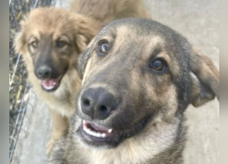 Pedro - Sonnenschein sucht Zuhause