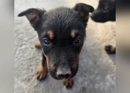 Welpenmädchen Dina sucht Körbchen (D/CH/LUX)