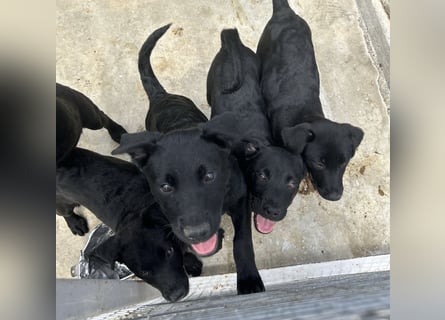 Welpe Nero sucht seine Familie (D/CH/LUX)